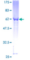 RASSF1 / RASSF1A Protein - 12.5% SDS-PAGE of human RASSF1 stained with Coomassie Blue