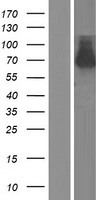 RASSF10 Protein - Western validation with an anti-DDK antibody * L: Control HEK293 lysate R: Over-expression lysate