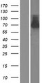 RASSF10 Protein - Western validation with an anti-DDK antibody * L: Control HEK293 lysate R: Over-expression lysate