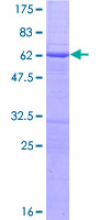 RASSF2 Protein - 12.5% SDS-PAGE of human RASSF2 stained with Coomassie Blue