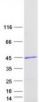 RASSF2 Protein - Purified recombinant protein RASSF2 was analyzed by SDS-PAGE gel and Coomassie Blue Staining