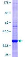 RASSF3 Protein - 12.5% SDS-PAGE Stained with Coomassie Blue.