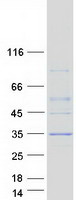RASSF3 Protein - Purified recombinant protein RASSF3 was analyzed by SDS-PAGE gel and Coomassie Blue Staining
