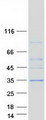 RASSF3 Protein - Purified recombinant protein RASSF3 was analyzed by SDS-PAGE gel and Coomassie Blue Staining