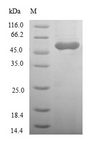 RASSF5 / RAPL Protein - (Tris-Glycine gel) Discontinuous SDS-PAGE (reduced) with 5% enrichment gel and 15% separation gel.