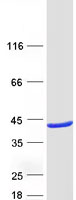 RASSF5 / RAPL Protein - Purified recombinant protein RASSF5 was analyzed by SDS-PAGE gel and Coomassie Blue Staining