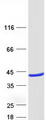 RASSF5 / RAPL Protein - Purified recombinant protein RASSF5 was analyzed by SDS-PAGE gel and Coomassie Blue Staining