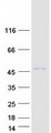 RASSF7 Protein - Purified recombinant protein RASSF7 was analyzed by SDS-PAGE gel and Coomassie Blue Staining