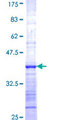 RASSF8 Protein - 12.5% SDS-PAGE Stained with Coomassie Blue.