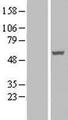 RASSF9 / P-CIP1 Protein - Western validation with an anti-DDK antibody * L: Control HEK293 lysate R: Over-expression lysate