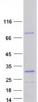 RAVER1 Protein - Purified recombinant protein RAVER1 was analyzed by SDS-PAGE gel and Coomassie Blue Staining