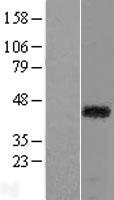 RAX / RX Protein - Western validation with an anti-DDK antibody * L: Control HEK293 lysate R: Over-expression lysate