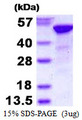 RBBP4 / RBAP48 Protein