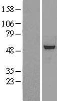 RBBP7 / RbAp46 Protein - Western validation with an anti-DDK antibody * L: Control HEK293 lysate R: Over-expression lysate