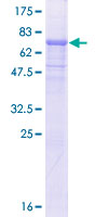 RBBP7 / RbAp46 Protein - 12.5% SDS-PAGE of human RBBP7 stained with Coomassie Blue