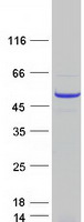 RBBP7 / RbAp46 Protein - Purified recombinant protein RBBP7 was analyzed by SDS-PAGE gel and Coomassie Blue Staining