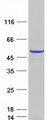 RBBP7 / RbAp46 Protein - Purified recombinant protein RBBP7 was analyzed by SDS-PAGE gel and Coomassie Blue Staining