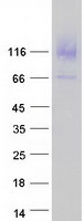 RBBP8NL / C20orf151 Protein - Purified recombinant protein RBBP8NL was analyzed by SDS-PAGE gel and Coomassie Blue Staining