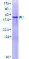 RBCK1 Protein - 12.5% SDS-PAGE of human RBCK1 stained with Coomassie Blue