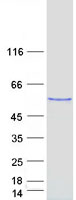 RBCK1 Protein - Purified recombinant protein RBCK1 was analyzed by SDS-PAGE gel and Coomassie Blue Staining