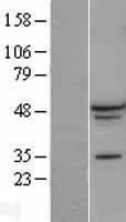 RBFOX1 / A2BP1 Protein - Western validation with an anti-DDK antibody * L: Control HEK293 lysate R: Over-expression lysate