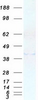 RBFOX1 / A2BP1 Protein - Purified recombinant protein RBFOX1 was analyzed by SDS-PAGE gel and Coomassie Blue Staining