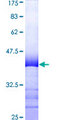 RBFOX2 / RBM9 Protein - 12.5% SDS-PAGE Stained with Coomassie Blue.
