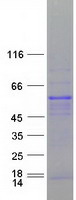 RBFOX2 / RBM9 Protein - Purified recombinant protein RBFOX2 was analyzed by SDS-PAGE gel and Coomassie Blue Staining