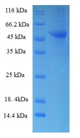 RBKS / Ribokinase Protein
