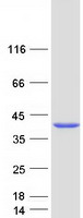 RBKS / Ribokinase Protein - Purified recombinant protein RBKS was analyzed by SDS-PAGE gel and Coomassie Blue Staining