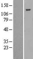 RBL2 / RB2 p130 Protein - Western validation with an anti-DDK antibody * L: Control HEK293 lysate R: Over-expression lysate