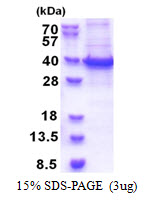 RBM11 Protein