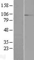 RBM12 Protein - Western validation with an anti-DDK antibody * L: Control HEK293 lysate R: Over-expression lysate