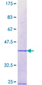 RBM12 Protein - 12.5% SDS-PAGE Stained with Coomassie Blue.