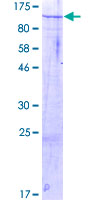 RBM12B Protein - 12.5% SDS-PAGE of human RBM12B stained with Coomassie Blue