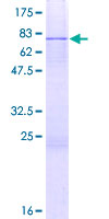 RBM13 / MAK16 Protein - 12.5% SDS-PAGE of human RBM13 stained with Coomassie Blue