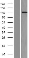 RBM15B Protein - Western validation with an anti-DDK antibody * L: Control HEK293 lysate R: Over-expression lysate