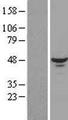 RBM17 Protein - Western validation with an anti-DDK antibody * L: Control HEK293 lysate R: Over-expression lysate