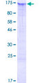 RBM19 Protein - 12.5% SDS-PAGE of human RBM19 stained with Coomassie Blue