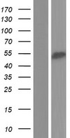 RBM23 Protein - Western validation with an anti-DDK antibody * L: Control HEK293 lysate R: Over-expression lysate