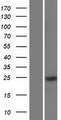 RBM24 Protein - Western validation with an anti-DDK antibody * L: Control HEK293 lysate R: Over-expression lysate