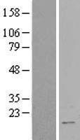 RBM3 Protein - Western validation with an anti-DDK antibody * L: Control HEK293 lysate R: Over-expression lysate