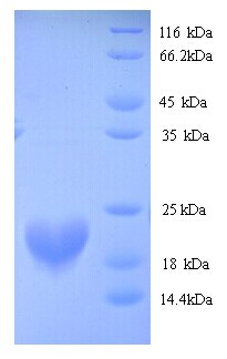 RBM3 Protein
