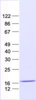 RBM3 Protein