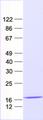 RBM3 Protein