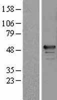 RBM34 Protein - Western validation with an anti-DDK antibody * L: Control HEK293 lysate R: Over-expression lysate