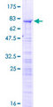 RBM34 Protein - 12.5% SDS-PAGE of human RBM34 stained with Coomassie Blue