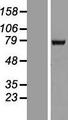 RBM39 Protein - Western validation with an anti-DDK antibody * L: Control HEK293 lysate R: Over-expression lysate