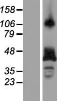 RBM4 / LARK Protein - Western validation with an anti-DDK antibody * L: Control HEK293 lysate R: Over-expression lysate