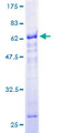 RBM4 / LARK Protein - 12.5% SDS-PAGE of human RBM4 stained with Coomassie Blue
